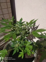 photo_34@04-10-2020_20-00-44.webp