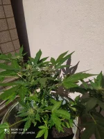 photo_35@04-10-2020_20-00-45.webp