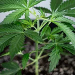 Cannabis_plant_after_topping_JPG.webp