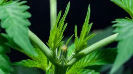 topping-cannabispflanze-113.webp