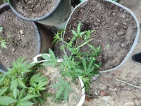IMG_20250619_200413.webp