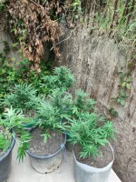 IMG_20250710_074138.webp