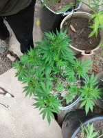 IMG_20250710_074120.webp
