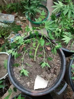 IMG_20250710_074052.webp