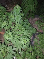 IMG_20250713_212615.webp