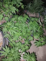 IMG_20250713_212551.webp