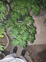 IMG_20250713_212538.webp