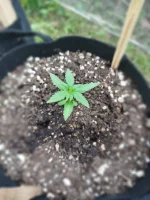 day 12 jungle.webp