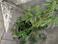 IMG_20250813_094554.webp